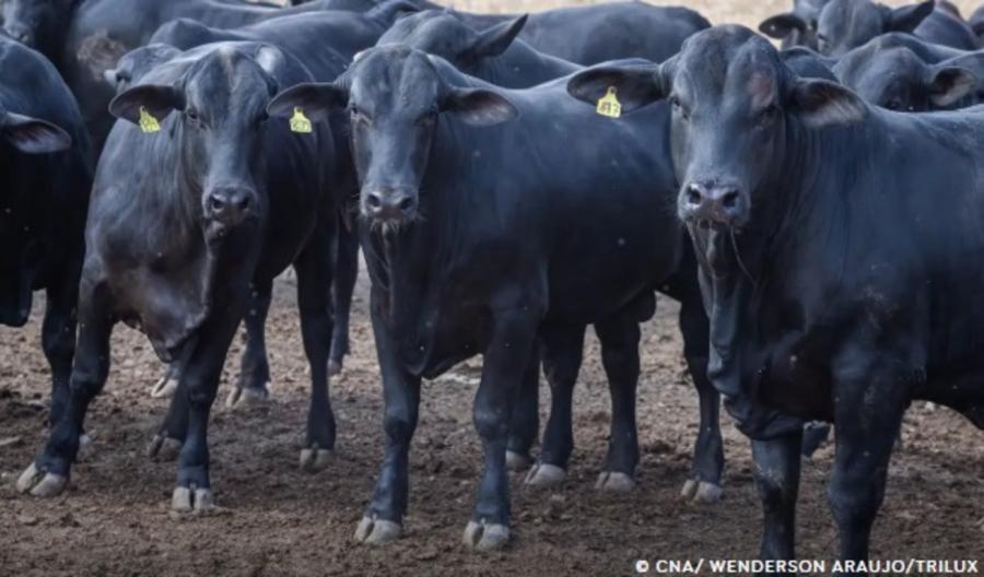 CMN reduz juros de financiamentos a cooperativas rurais pelo Pronaf